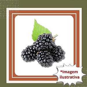Muda de Amora Tupy- Amora com Espinhos - Rubus spp.