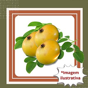Muda de Araçá Boi – Frutos Grandes, Aromáticos e Exóticos