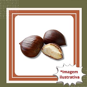 Muda de Castanha Portuguesa – Frutífera Nobre e Alta Produtividade