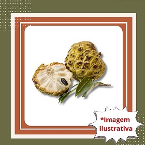 Muda de Cortiça Crespa – Frutífera Nativa Rara e de Alto Valor Ecológico