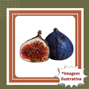 Muda de Figo Negrito (Brown Turkey) – Frutífera Doce, Rústica e Muito Produtiva