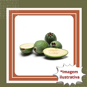 Muda de Goiaba Serrana (Feijoa) – Fruta Exótica e Aromática