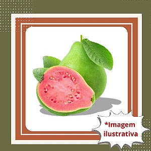 Muda de Goiaba Tailandesa Gigante Vermelha – Frutos Doces e Produção Rápida
