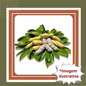 Muda de Ingá Banana – Frutos Doces e Sombra Natural