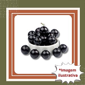 Muda de Jabuticaba Híbrida Tamanho M – Frutífera Produtiva para Vaso e Solo