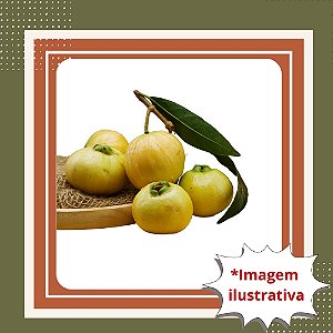 Muda de Jambo Amarelo Frutífera Tropical Doce e Aromática
