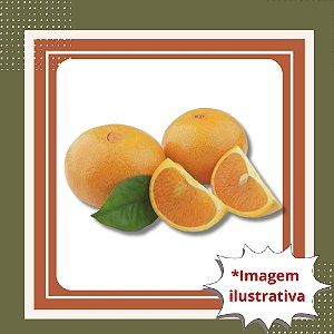 Muda de Laranja Bahia Monteparnaso Enxertada – Frutífera Doce e Sem Sementes