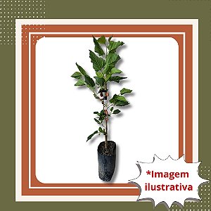 Com Frutos - Muda de Amora Portuguesa – Pode plantar em vaso