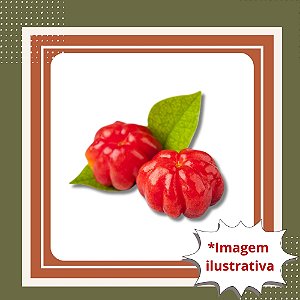 Muda de Pitanga – Frutífera Nativa, Doce e Aromática