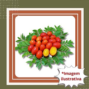 Muda de Seriguela – Fruta Doce, Suculenta e Muito Produtiva