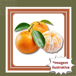 Muda de Tangerina Montenegrina Enxertada — Muito Doce, Aromática e de Fácil Cultivo