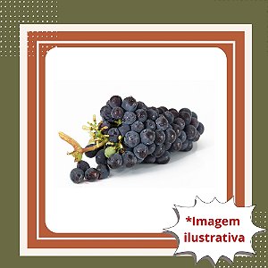 Muda de Uva Bordô Enxertada – Ideal para Suco, Vinho e Alta Produção