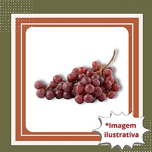 Muda de Uva Niágara Rosada Enxertada – Doce, Aromática e Fácil de Cultivar
