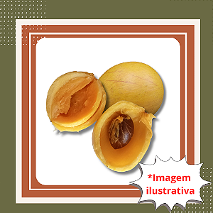 Muda de Abiu Amarelo – Frutífera Amazônica Doce e Exótica