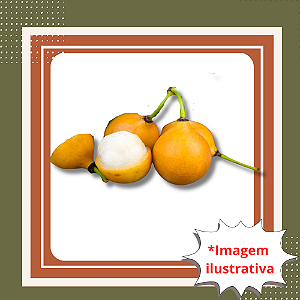 Muda de Achachairu – Fruta Exótica, Doce e Refrescante
