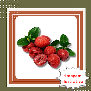Muda de Ameixa de Natal – Frutífera Ornamental, Doce e Resistente