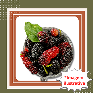 Muda de Amora de Árvore – Frutos Doces e Alta Produtividade