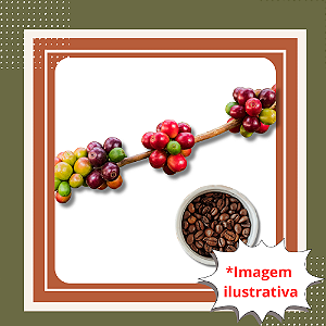 Muda de Café Vermelho – Planta Produtiva para Cultivo em Casa