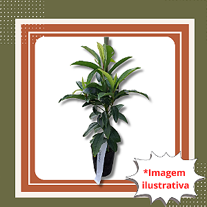 Muda de Cafezinho - Psychotria nuda Planta Nativa Ornamental de Sombra