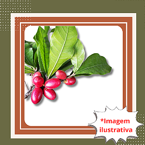 Muda de Fruta do Milagre (Cereja Miraculosa) – Fruto Exótico que Transforma o Sabor dos Alimentos
