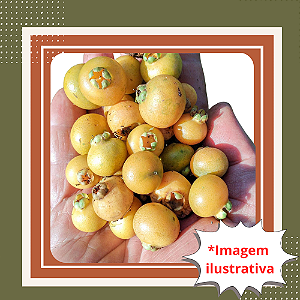 Muda de Gabiroba de Folha Crespa – Frutífera Nativa Rara e Ornamental