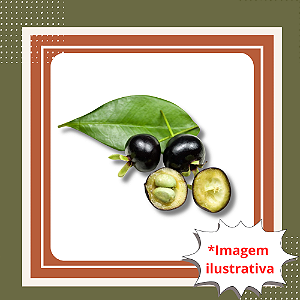 Muda de Grumixama Preta – Frutífera Nativa Rara e Muito Saborosa