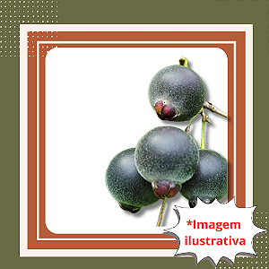 Muda de Guabiju – Mirtilo Brasileiro Frutífera Nativa