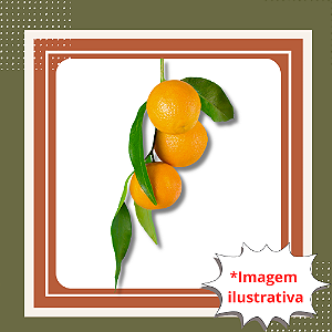 Muda de Laranja Cipó Enxertada Frutífera Doce e Produtiva
