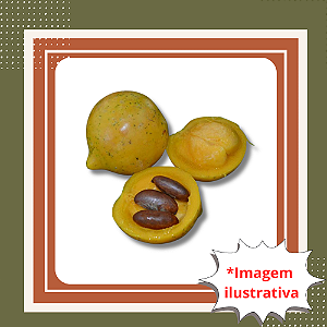Muda de Mangostão Amarelo – Frutífera Exótica Tropical e Rara