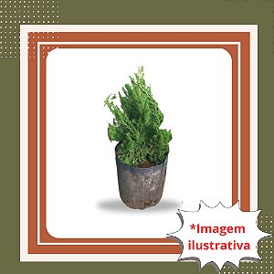 Muda de Cedrinho Kaysuka – Conífera Ornamental e Elegante
