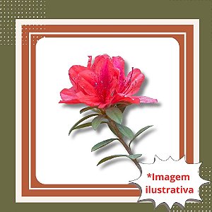 Muda de Azaleia Vermelha – Flores Vibrantes e Ideal para Jardim ou Vaso