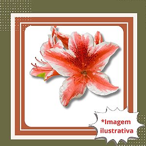 Muda de Azaleia Mesclada Branca com Vermelho – Flores Ornamentais e Cheias de Destaque
