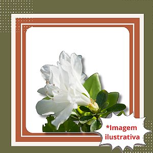Muda de Azaleia Renda Branca – Arbusto Ornamental Florido e Elegante