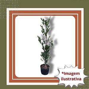 Muda De Podocarpo (Pinheiro Budista) – Elegância e Paisagismo Sofisticado