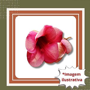 Muda de Alamanda Bordô – Flor Vibrante e Resistente