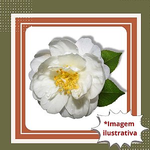 Muda de Camélia Japônica Branca – Elegância e Flores Delicadas