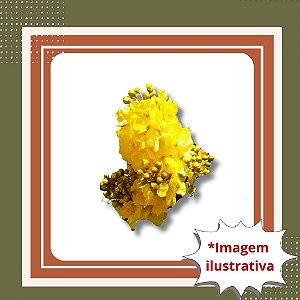 Muda de Canafístula – Árvore Ornamental de Sombra e Floração Amarela