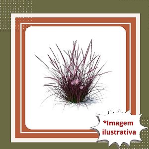 Muda de Capim do Texas Roxo – Ornamental, Elegante e de Fácil Cultivo