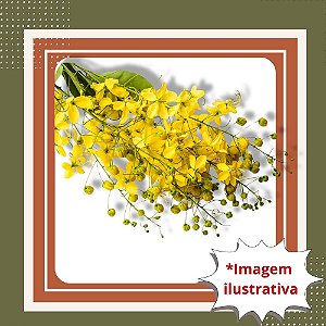 Muda de Chuva de Ouro – Árvore Ornamental de Floração Espetacular
