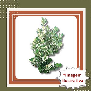 Muda de Clúsia Variegata – Folhagem Decorativa e Resistente