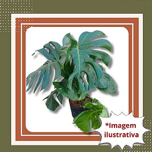 Muda de Costela-de-Adão – Folhagem Tropical e Decoração Moderna