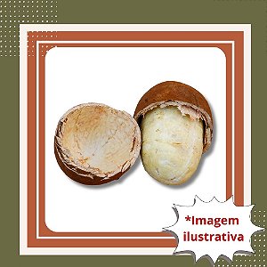 Muda de Cupuaçu - Theobroma grandiflorum Frutífera Amazônica