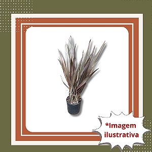 Muda de Formio Verde – Planta Ornamental Moderna para Jardins