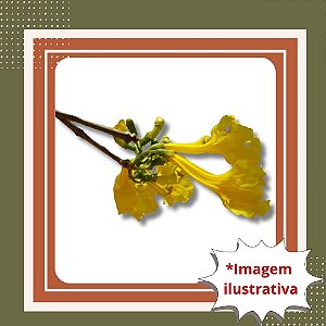 Muda de Ipê Amarelo – Árvore Ornamental e de Flores Vibrantes