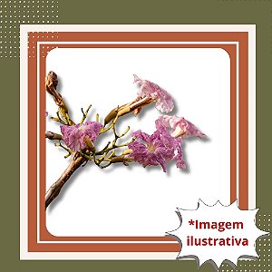 Muda de Ipê Rosa – Árvore Ornamental de Floração Espetacular e Nativa Brasileira