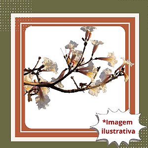 Muda de Ipê Branco – Floração Linda e Paisagismo de Destaque