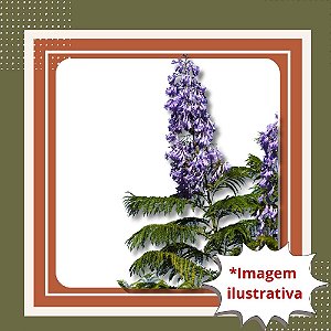 Muda de Jacarandá Mimoso Azul – Beleza e Sombra com Flores Encantadoras