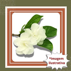Muda de Jasmim Gardênia Cheiroso – Flores Perfumadas e Encantadoras