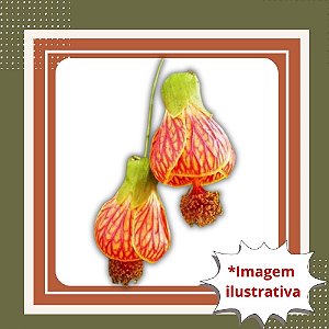 Muda de Lanterna Chinesa – Planta Ornamental com Frutos Decorativos