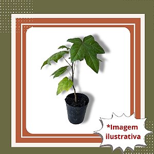 Muda de Liquidâmbar – Árvore Ornamental de Folhagem ColMuda de Liquidambar - Liquidambar styraciflua
